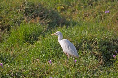 Beyaz ak balıkçıl