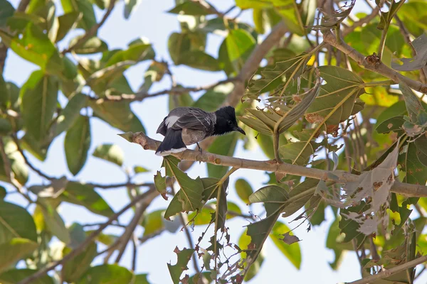 Bulbul à évent rouge — Photo