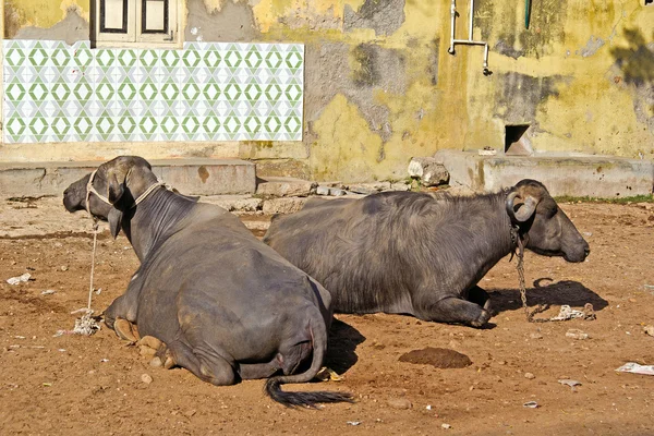 Индийские буйволы — стоковое фото