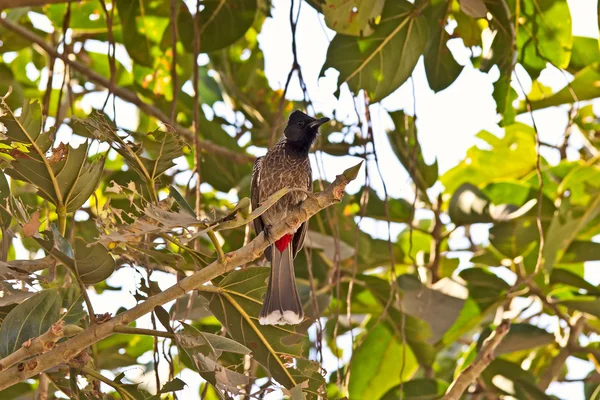 Bulbul a sfiato rosso — Foto Stock