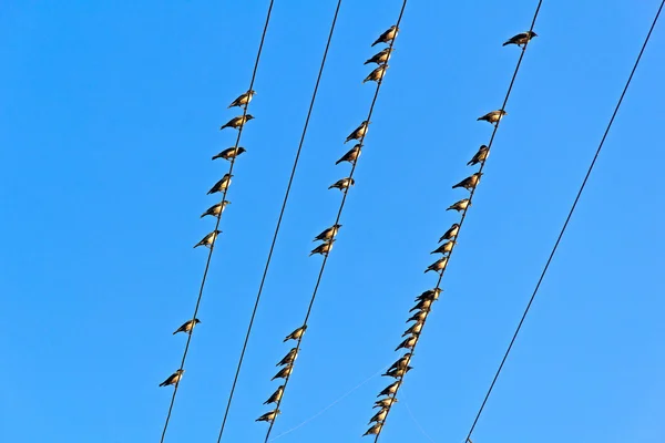 Uccelli sui fili — Foto Stock