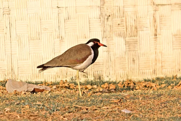 Lapwing rojo-wattled —  Fotos de Stock