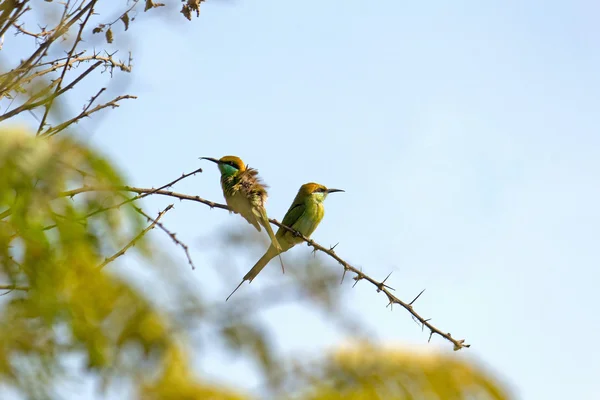 对夫妇的绿色蜂鸟 — 图库照片