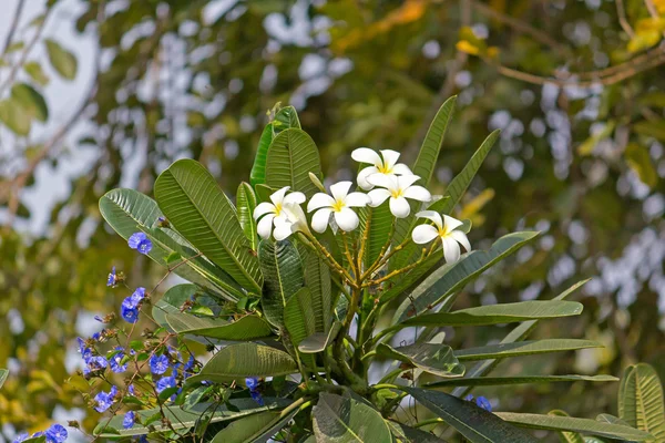 Champa flores — Foto de Stock