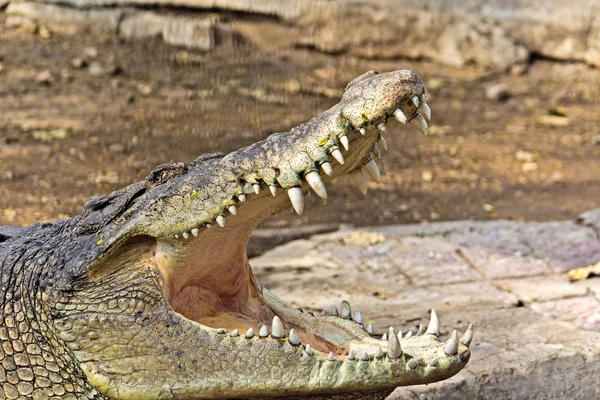 Mâchoires de crocodiles — Photo