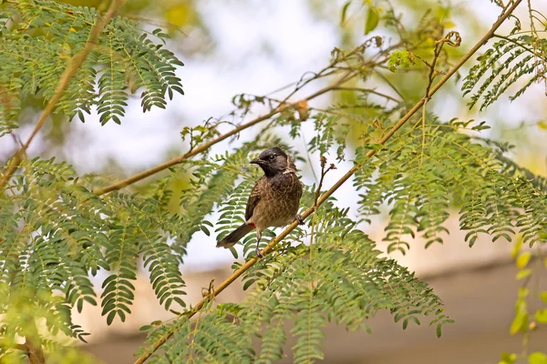 Červená ventiloval bulbul — Stock fotografie