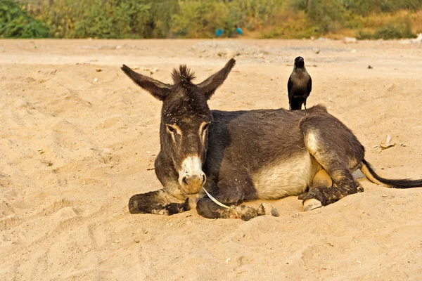 Esel und Krähe — Stockfoto