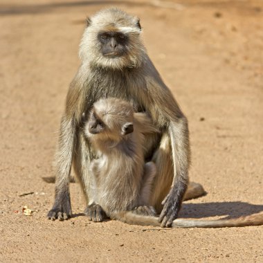 kadın langur ve yavrusu
