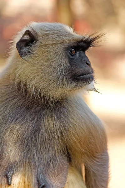 Közelkép langur — Stock Fotó