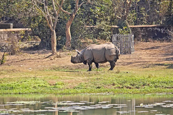 Rinoceronte indiano — Fotografia de Stock