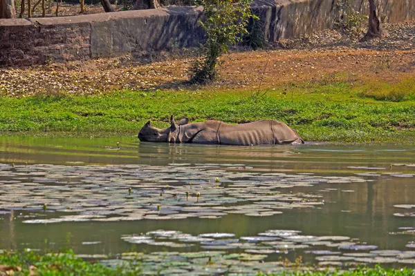 Koupání nosorožec — Stockfoto