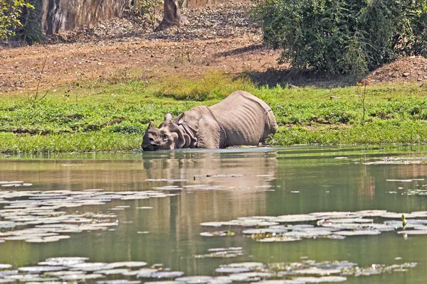 Bathing rhino — Stock Photo, Image