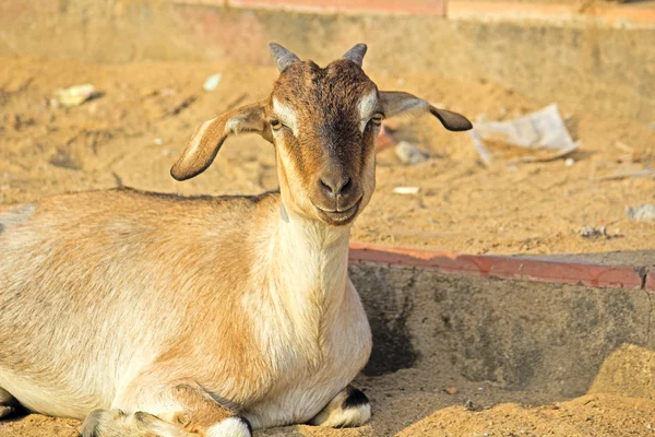 Caprino — Foto de Stock