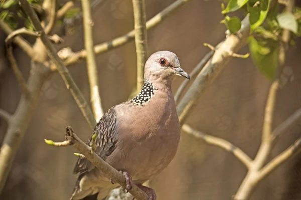 Collared dove — Stock Photo, Image