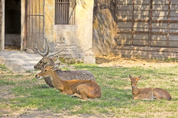 Family of Sila deers — Stock Photo, Image