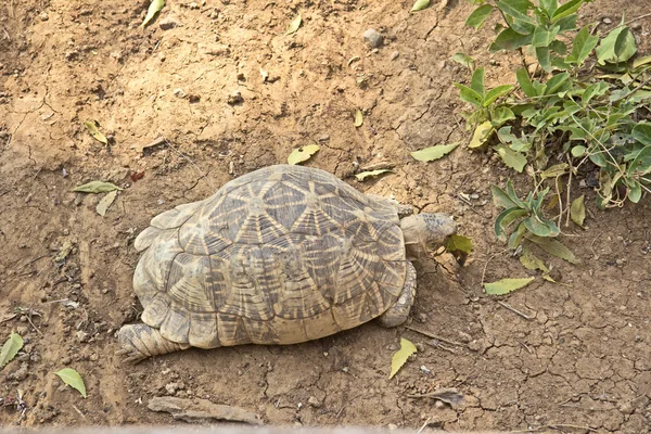 Yıldızlı kaplumbağa — Stok fotoğraf