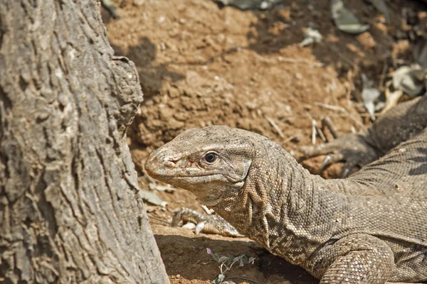 Surveiller le lézard — Photo