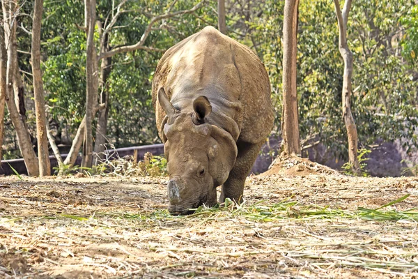 Rhinoceros — Stock fotografie