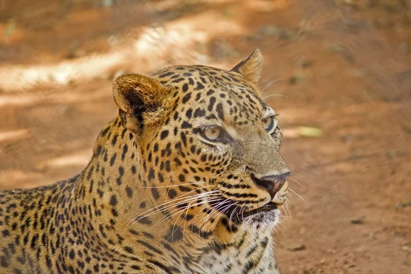 Asiatischer Leopard — Stockfoto
