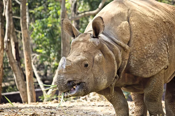 Rhinoceros — Stock fotografie