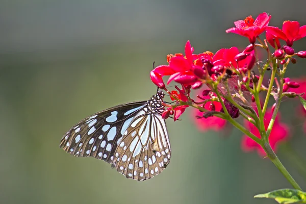 印度的蝴蝶 — 图库照片