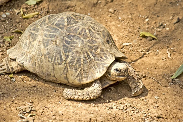 Stjärnsköldpadda — Stockfoto