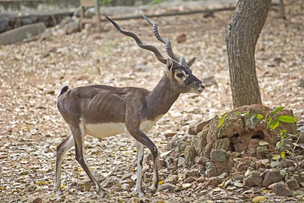 Zwarte buck — Stockfoto