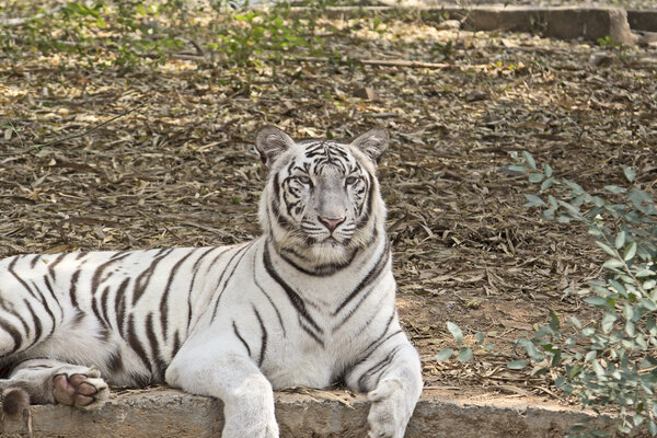 White bengal tiger