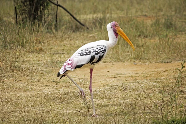 Cigüeña pintada — Foto de Stock