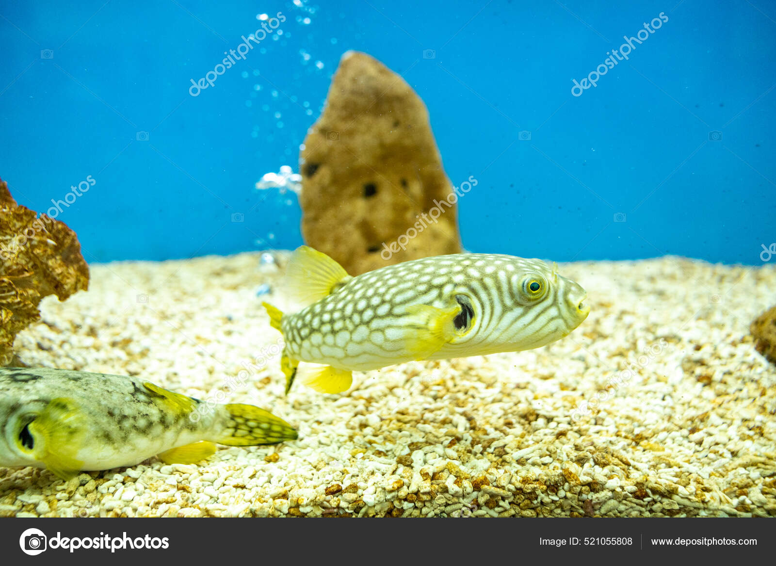 Close Puffer Fish Aquarium Tank Stock Photo by