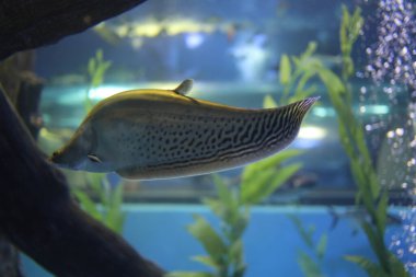 Bungchawak akvaryumundaki su tankında bir sürü Tayland balığı türü var. Bungchawak Tayland 'da popüler bir akvaryum ve hayvanat bahçesidir..