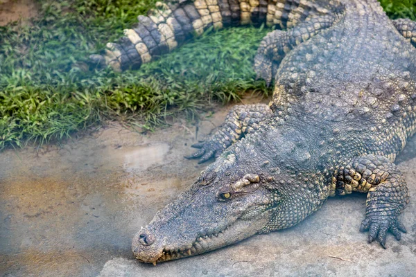 Crocodilo Grande Encontra Borda Água Bung Chawak Suphan Buri Tailândia — Fotografia de Stock