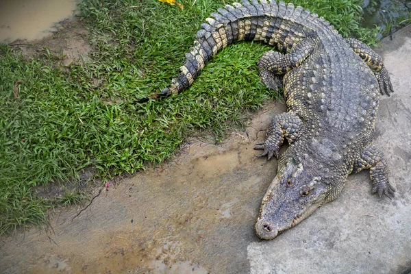 Egy Nagy Krokodil Fekszik Víz Szélén Bung Chawak Suphan Buri — Stock Fotó
