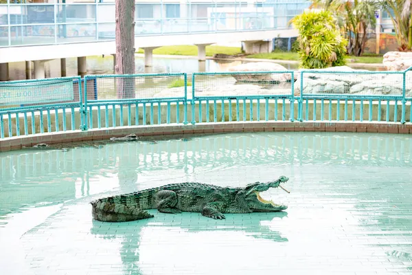 Bung Chawak Suphan Buri Tailândia Setembro 2021 Mostra Crocodilo Lado — Fotografia de Stock