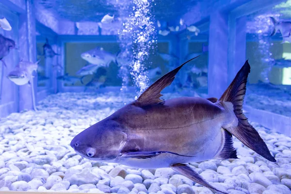 Thai Catfish Species Dentro Tanque Água Aquário Bungchawak Bungchawak Dos — Fotografia de Stock