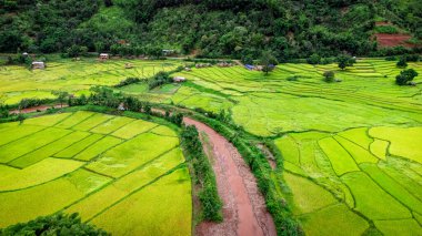 Tayland 'ın kuzeyindeki Nan Eyaleti' nde, Ekim ayında yeşil tarlalı teras pirinci. Fotoğraf: İHA 'dan hava görüntüsü.