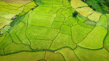 Tayland 'ın kuzeyindeki Nan Eyaleti' nde, Ekim ayında yeşil tarlalı teras pirinci. Fotoğraf: İHA 'dan hava görüntüsü.