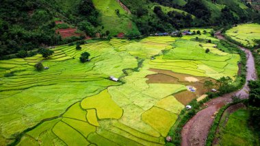 Tayland 'ın kuzeyindeki Nan Eyaleti' nde, Ekim ayında yeşil tarlalı teras pirinci. Fotoğraf: İHA 'dan hava görüntüsü.