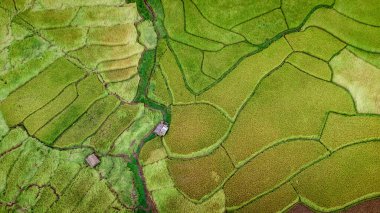 Tayland 'ın kuzeyindeki Nan Eyaleti' nde, Ekim ayında yeşil tarlalı teras pirinci. Fotoğraf: İHA 'dan hava görüntüsü.