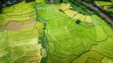 Tayland 'ın kuzeyindeki Nan Eyaleti' nde, Ekim ayında yeşil tarlalı teras pirinci. Fotoğraf: İHA 'dan hava görüntüsü.