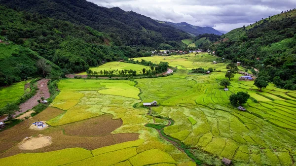 Terasovitá Rýže Hor Provincie Nan Severní Thajsko Během Říjnového Období — Stock fotografie