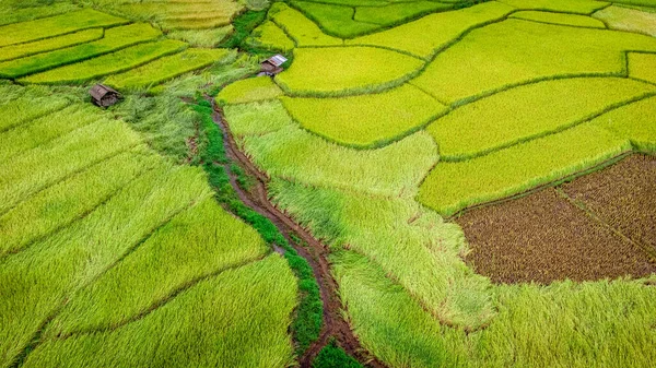10月 在泰国北部的雨季 梯田水稻与绿地一起进入泰国北部的南山 照片来自无人驾驶飞机的空中拍摄 — 图库照片