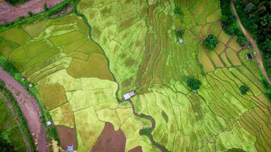 Tayland 'ın kuzeyindeki Nan Eyaleti' nde, Ekim ayında yeşil tarlalı teras pirinci. Fotoğraf: İHA 'dan hava görüntüsü.