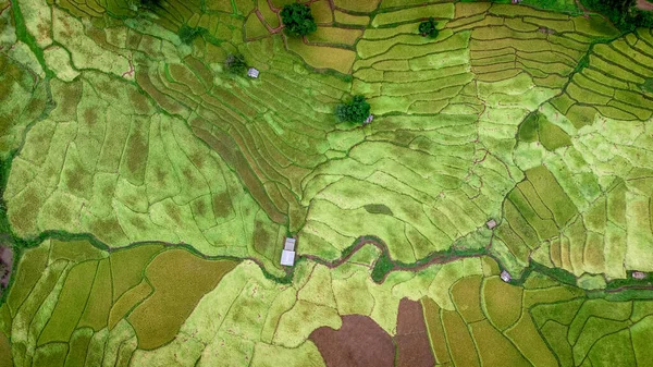 Arroz Terrazas Montaña Provincia Nan Norte Tailandia Durante Temporada Lluvias — Foto de Stock