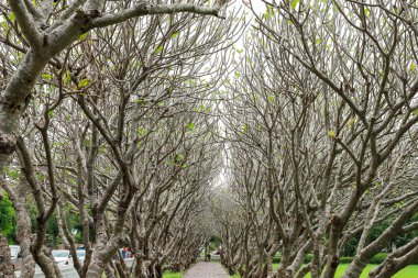 Yağmur mevsiminde Nan Eyaleti, Tayland 'daki Nan Ulusal Müzesi' ndeki Frangipani ağaç tüneli.