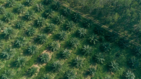 Vista Ángulo Alto Plantación Palma Aceitera Plantada Manera Ordenada Sudeste — Foto de Stock