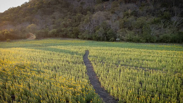 Girassóis Campo Florescer Partir Vista Areial Com Fundo Pôr Sol — Fotografia de Stock