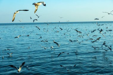 Martılar soğuğu kuzey yarımküreden Kasım 'dan Mart' a kadar Bangpu, Samutprakarn, Tayland 'a tahliye ederler. Birçok martılı deniz ve gökyüzü çok güzel zamanlardı..