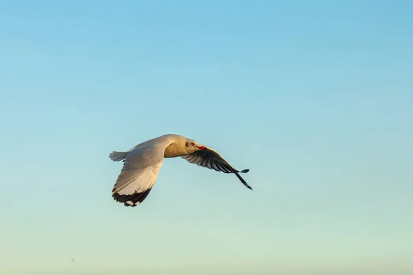 Concéntrate Mover Gaviota Gaviota Evacuar Frío Del Hemisferio Norte Bangpu — Foto de Stock