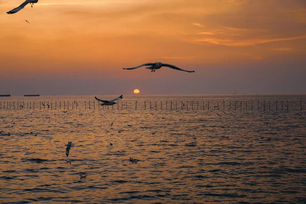 Focus Moving Seagull Seagull Evacuate Cold Northern Hemisphere Bangpu Samutprakarn — Stock Photo, Image